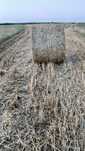 Baloți de paie de triticale