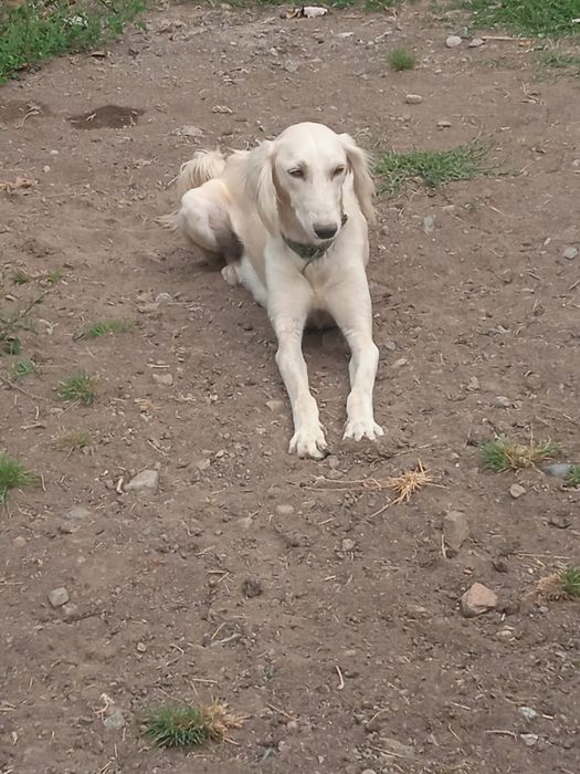 Тазы күшыктер бар ұргашы сатылады екы айлық