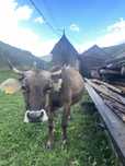 Vaca de vânzare mai multe detalii in pv