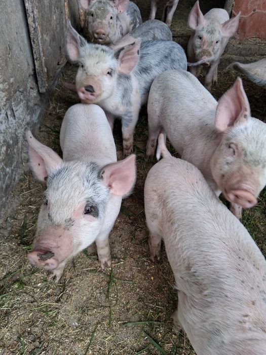 Disponibili legume de congelator