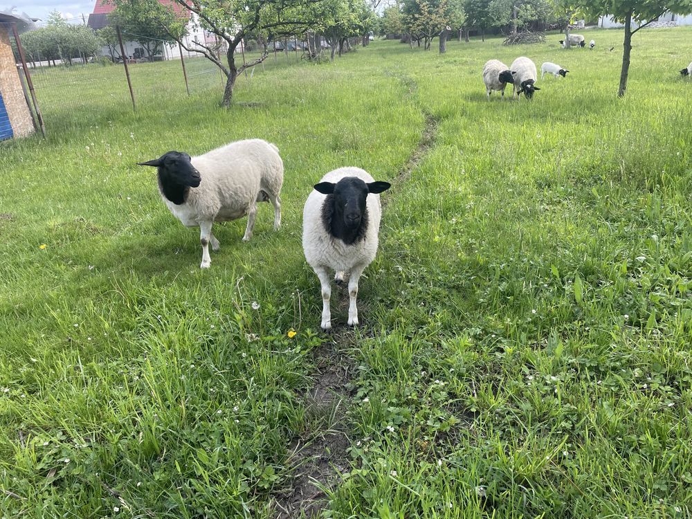 Oi Dorper sau miei