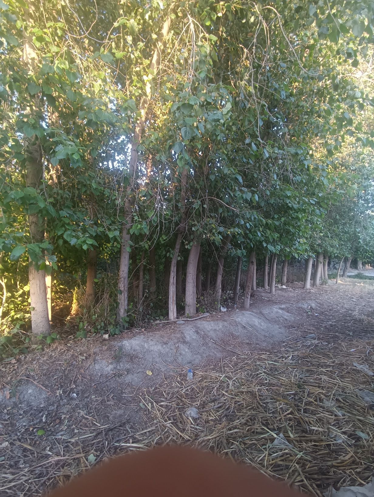 Terak daraxtlari