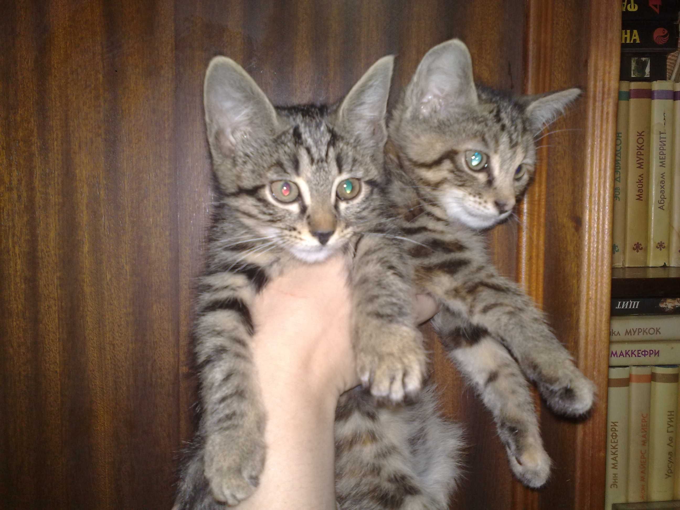 Ласковые домашние котята, 3 месяца.