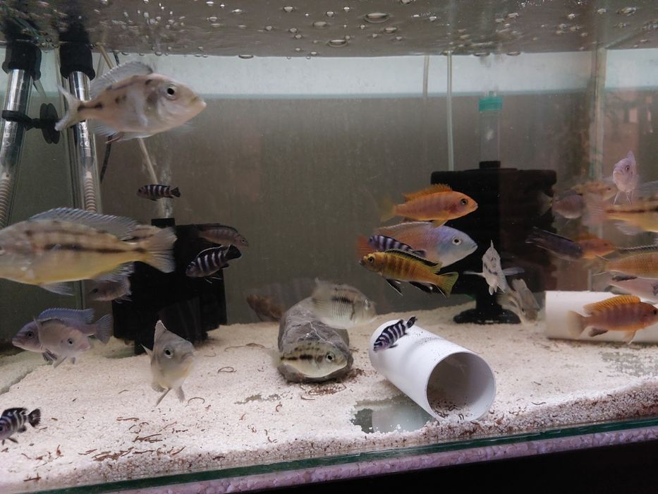 Pesti acvariu - Ciclide Africane