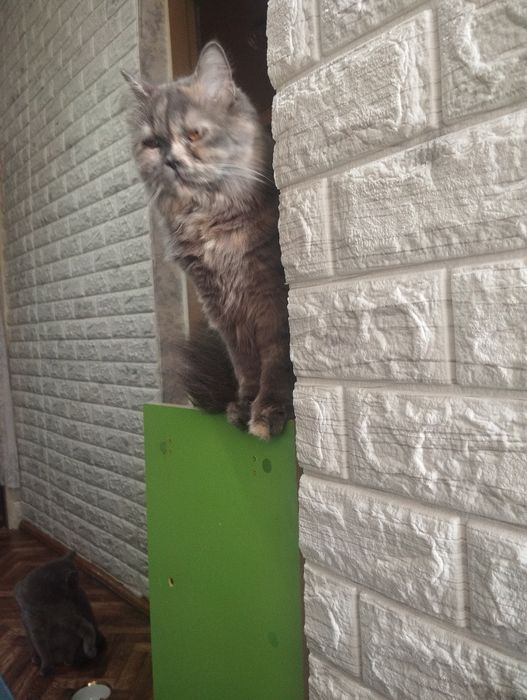 Продаётся девочка Скоттиш страйт