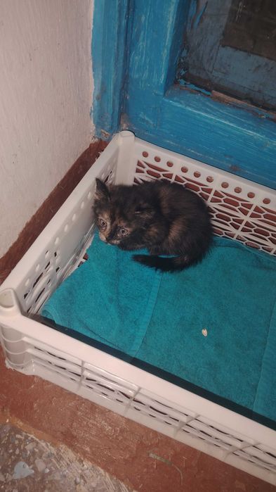 Отдам котёнка в добрые руки