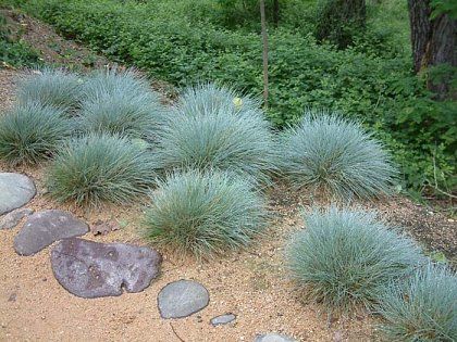 50 semințe iarbă albastră - Festuca Glauca - ornamentală