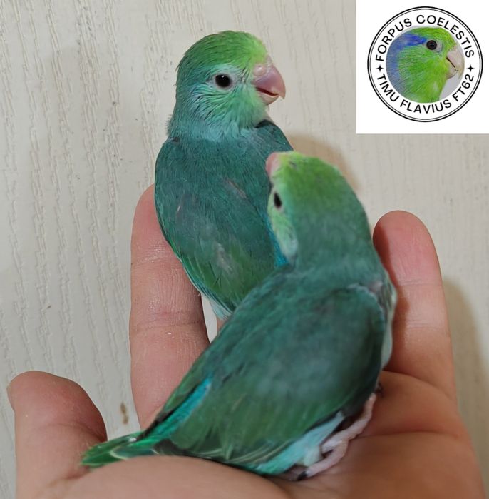 Papagali Forpus coelestis