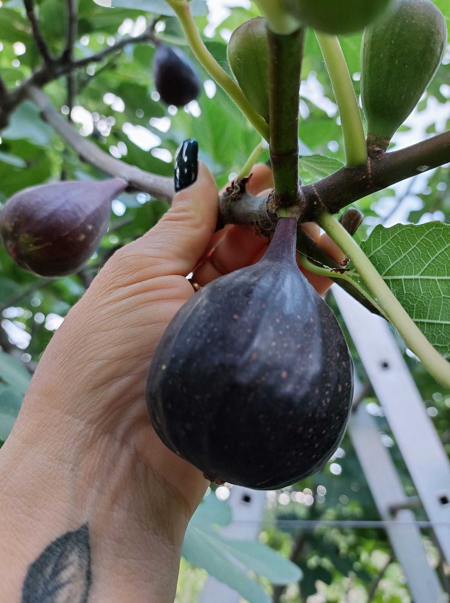 Smochin Napolitana / Ficus carica Napolitana în Ghiveci