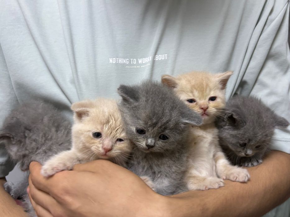 продаются котята Скоттиш Фолд и Скоттиш страйт