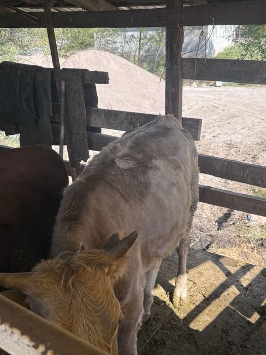 Продам телак на откорме