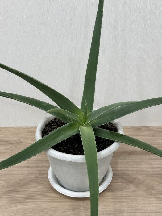 Алое, растения Караганда