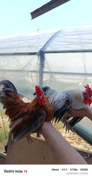 Samurayski shabo horazlari sotiladi