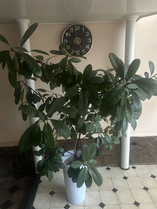 Gul office va uyga