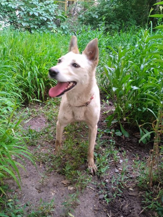 Собака бесплатно