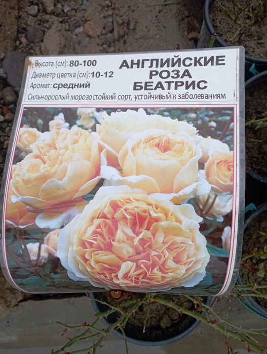 Gullar ekish xizmati