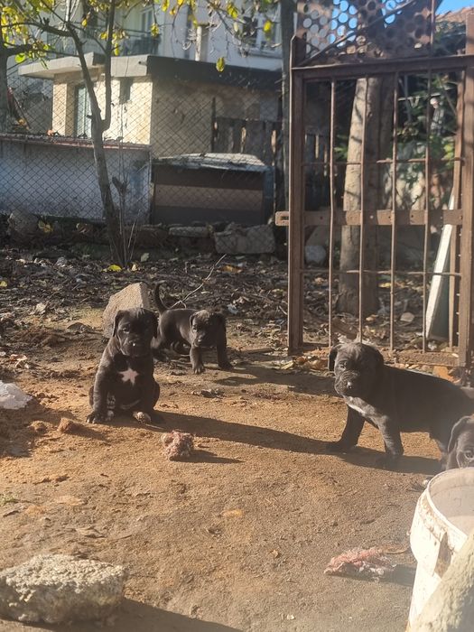 Продават се кученца кане корсо