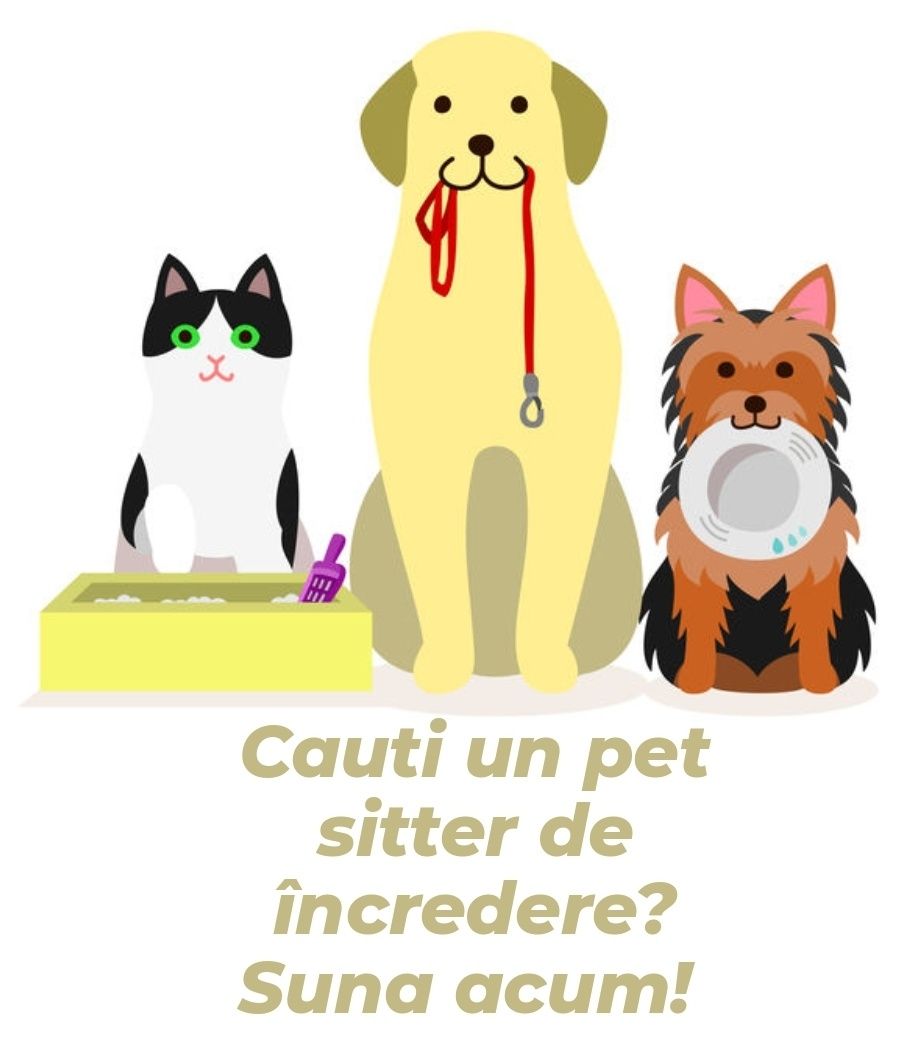 Cauti un pet sitter?