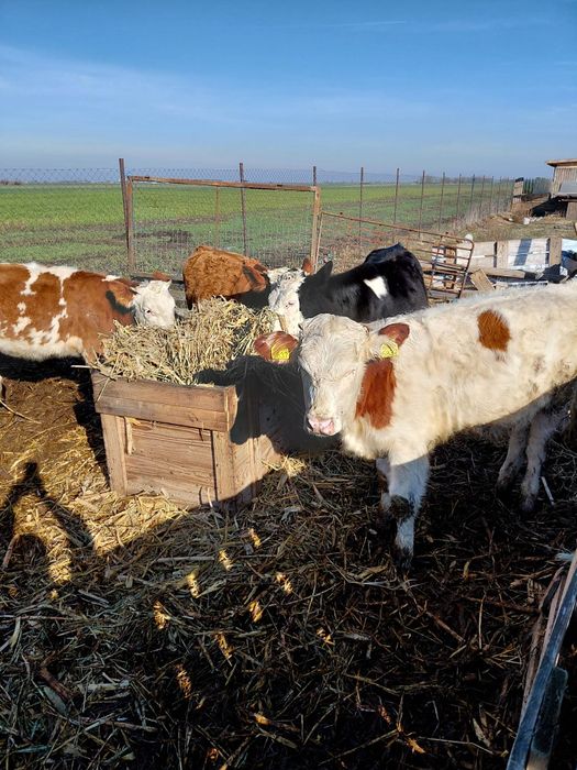 Vând  patru vitele baltate