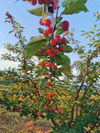 Vând pomi fructiferi altoiți (pruni, caiși și vișini)