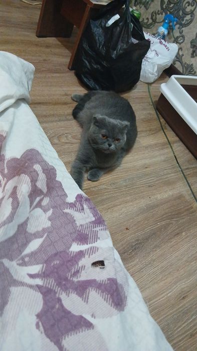Срочно продаются британские котята