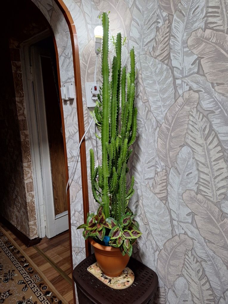 Домашнее растение
