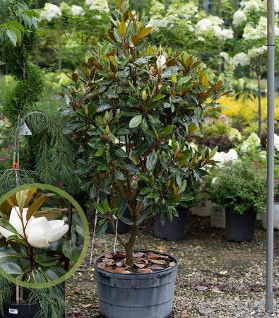 Magnolia Grandiflora (Veșnic Verde )