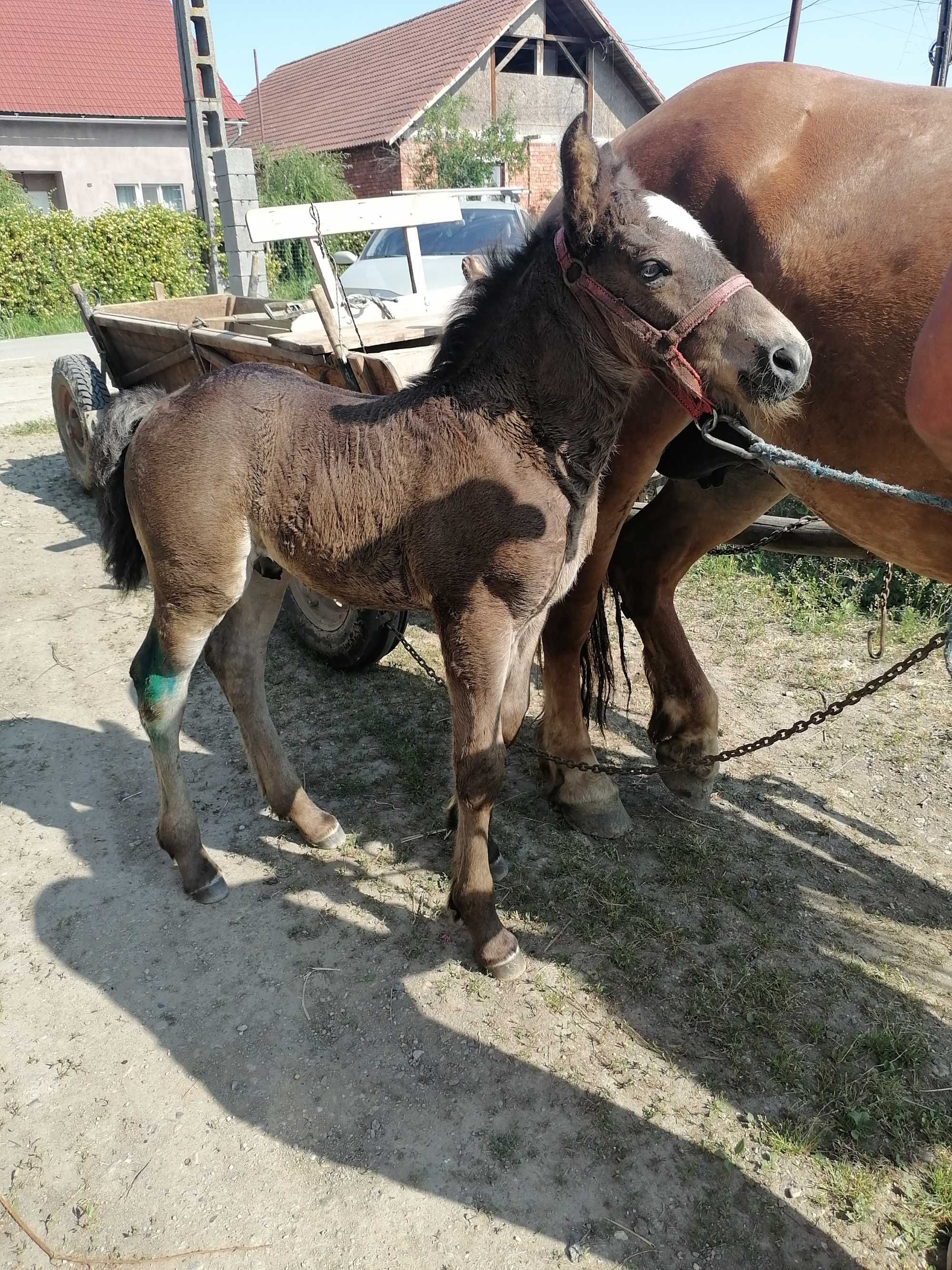 Iapa cu mânz de vanzare
