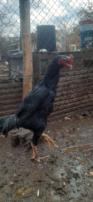 Дакан бойцовский есть