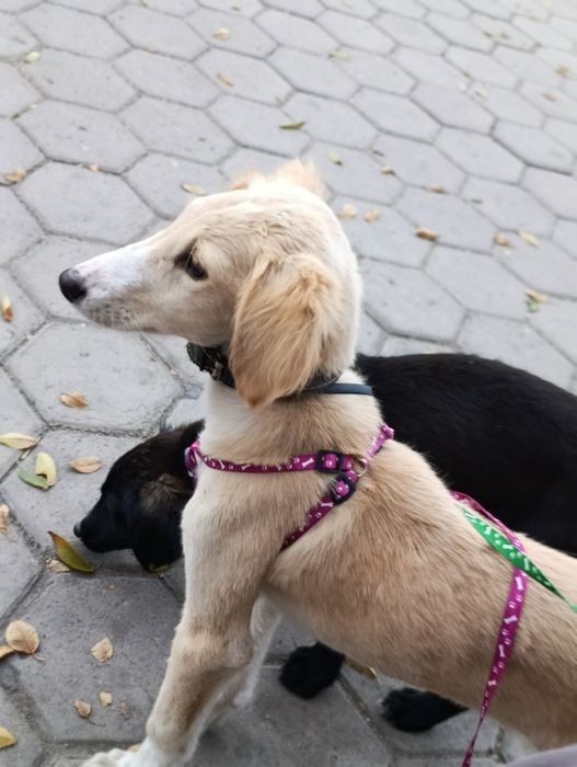 Щенки ищут ответственных хозяев!