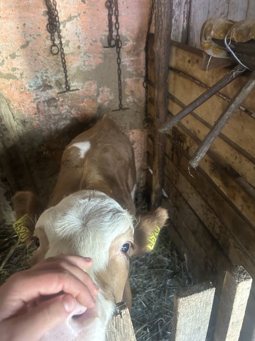 De vânzare vițea de 2 luni