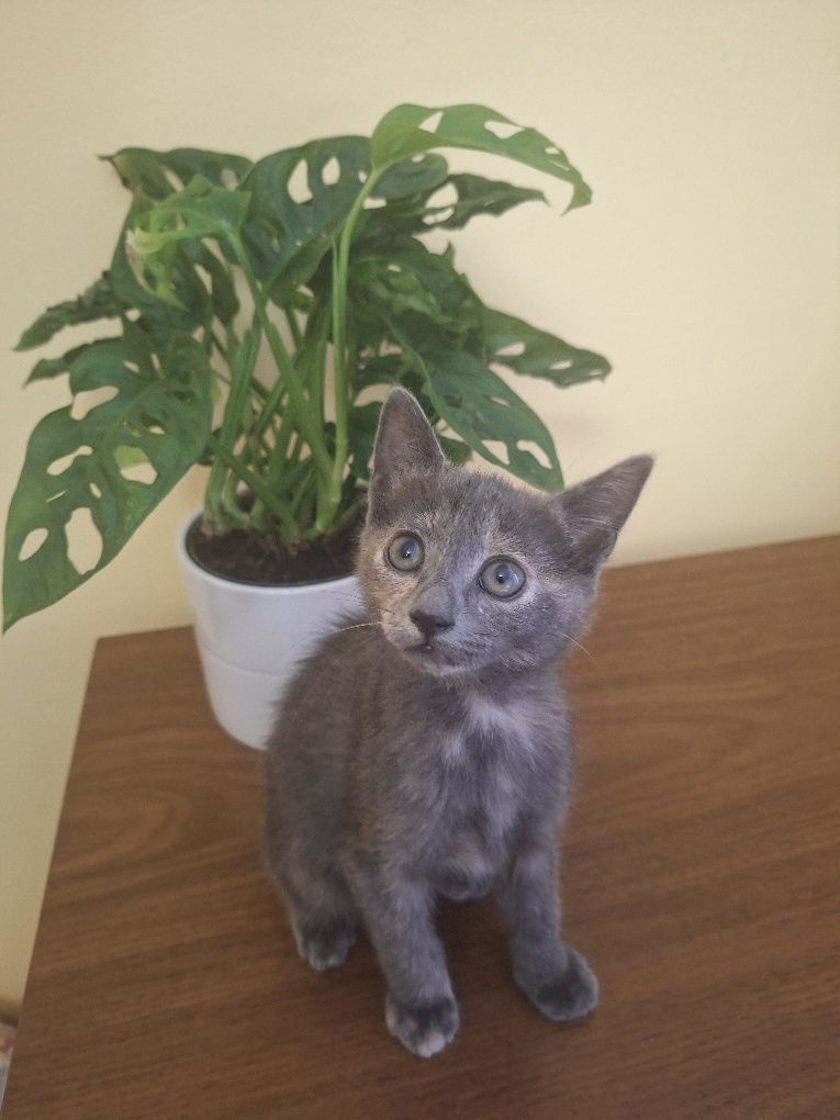Котка. Безплатно подарявам малко котенце. Момиченце.