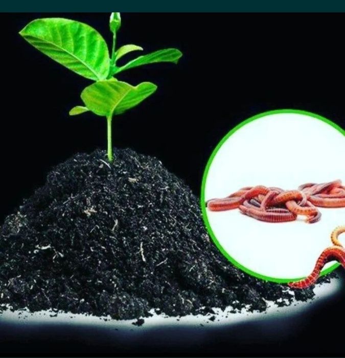 Биогумус удобрения биогум отходы от червей