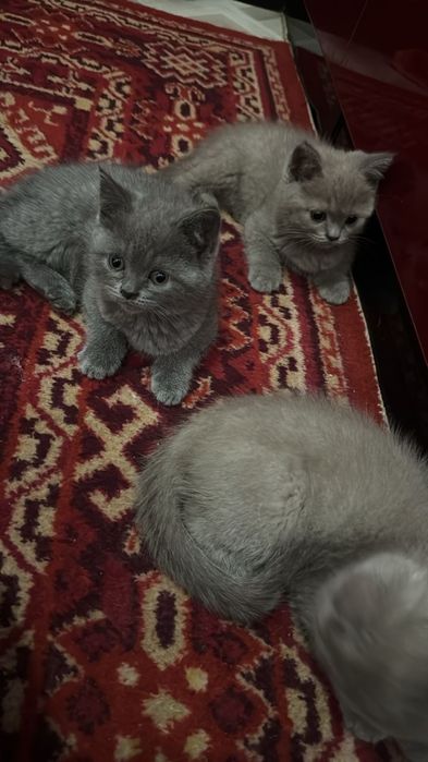 Шотландские котята