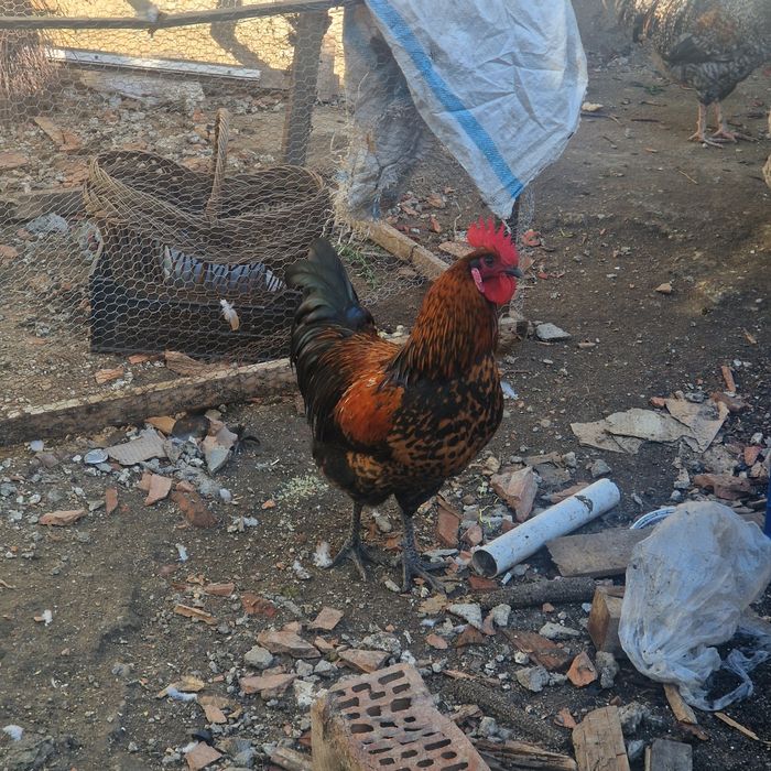 Cocoși Austrolorp si Brahma