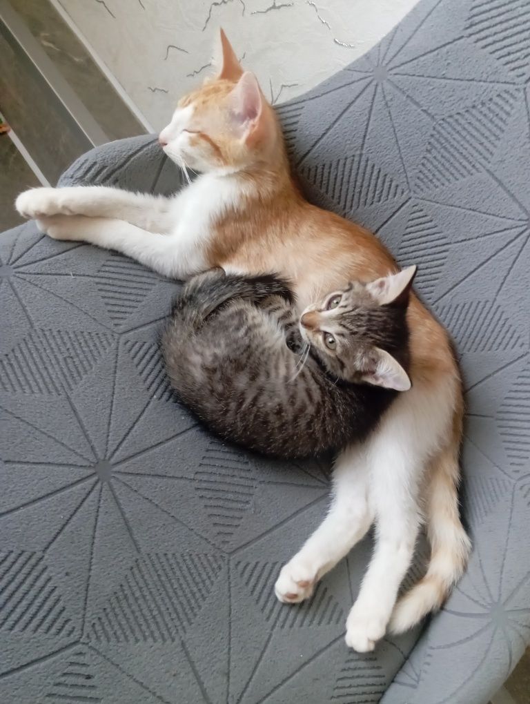 Котята в хорошие руки