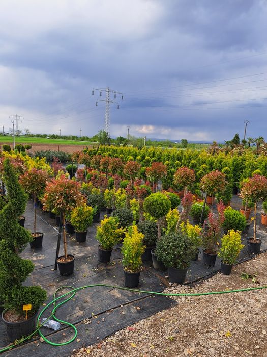 Chiparos Leylandy Smarald Columnaris etc