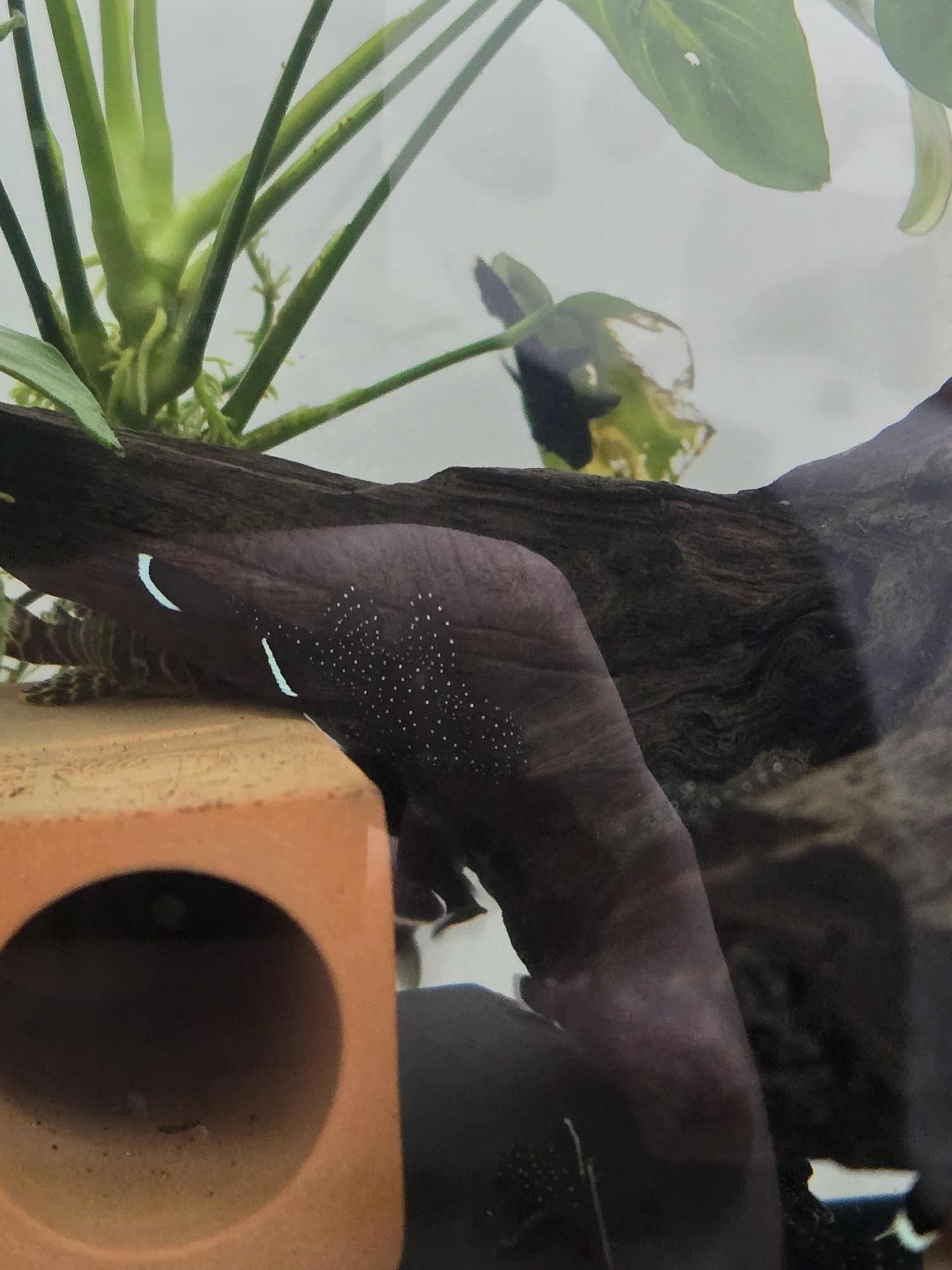 Pesti acvariu, Pui Peppermint pleco L181 (ancistrus sp)