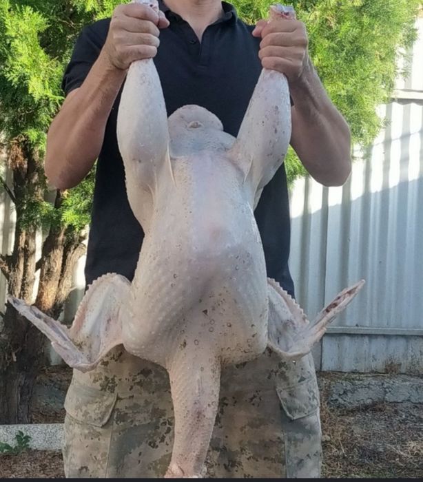 Фермерская индейка