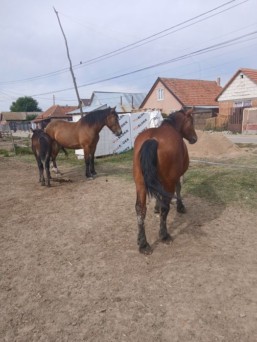 Două mînze de vînzare