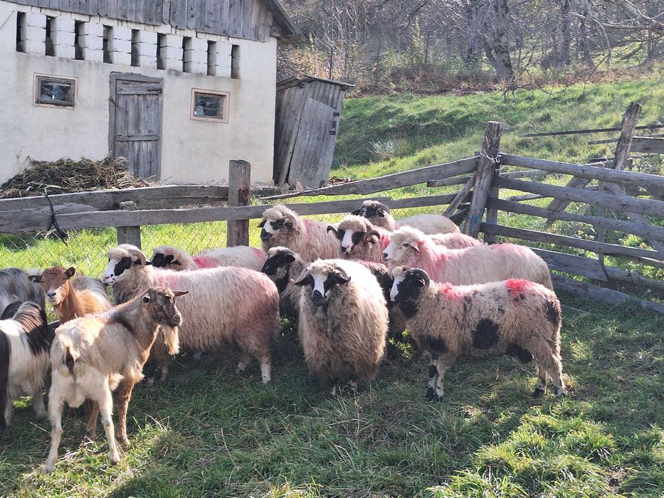 Vand 9 oi si un berbec