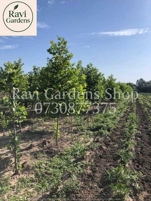 Arbori Foioși Tei, Platan | Mesteacăn 3m la 150 Lei