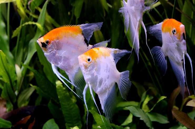 Аквариумные рыбки! Скалярия!