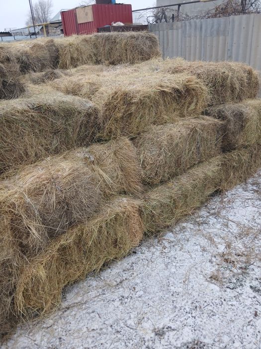 Шөп сатылады тук сено продаю
