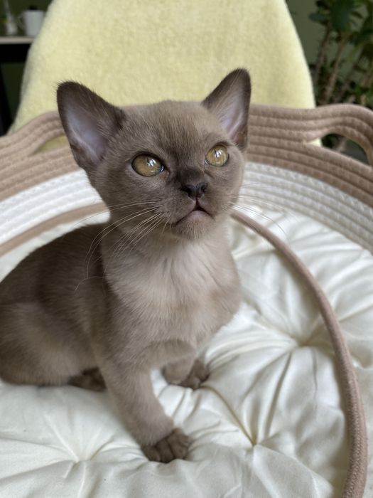 Европейская Бурма