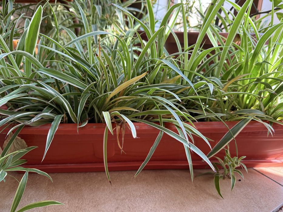 Продаётся цветочек хлорофитум