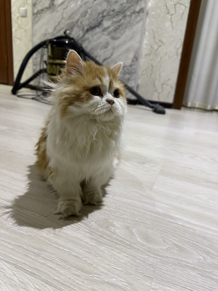 кот прадайотся имя муезза