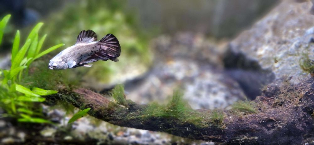 Бета плакат рибки