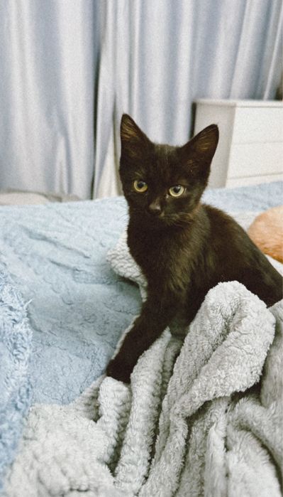 Котенок черный, девочка, 3 месяца, бесплатно.