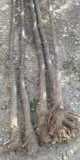 pawlonia  arbori   ornamental